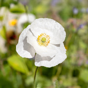 Papaver rhoeas 'Bridal Silk' - Coquelicot Bridal Silk - Graines de fleurs