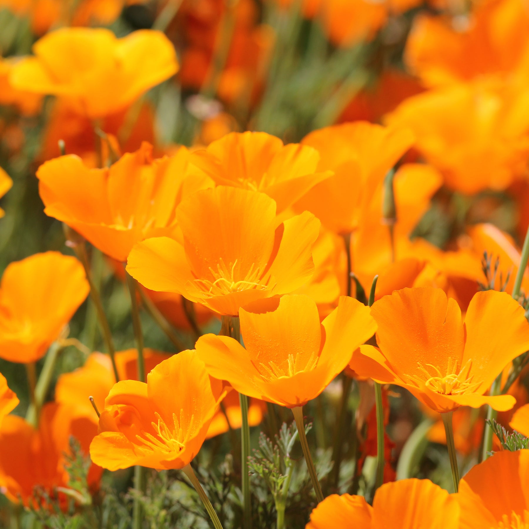 Eschscholzia californica 'Aurantiaca' - Pavot de californie  'Aurantiaca' - Graines de fleurs