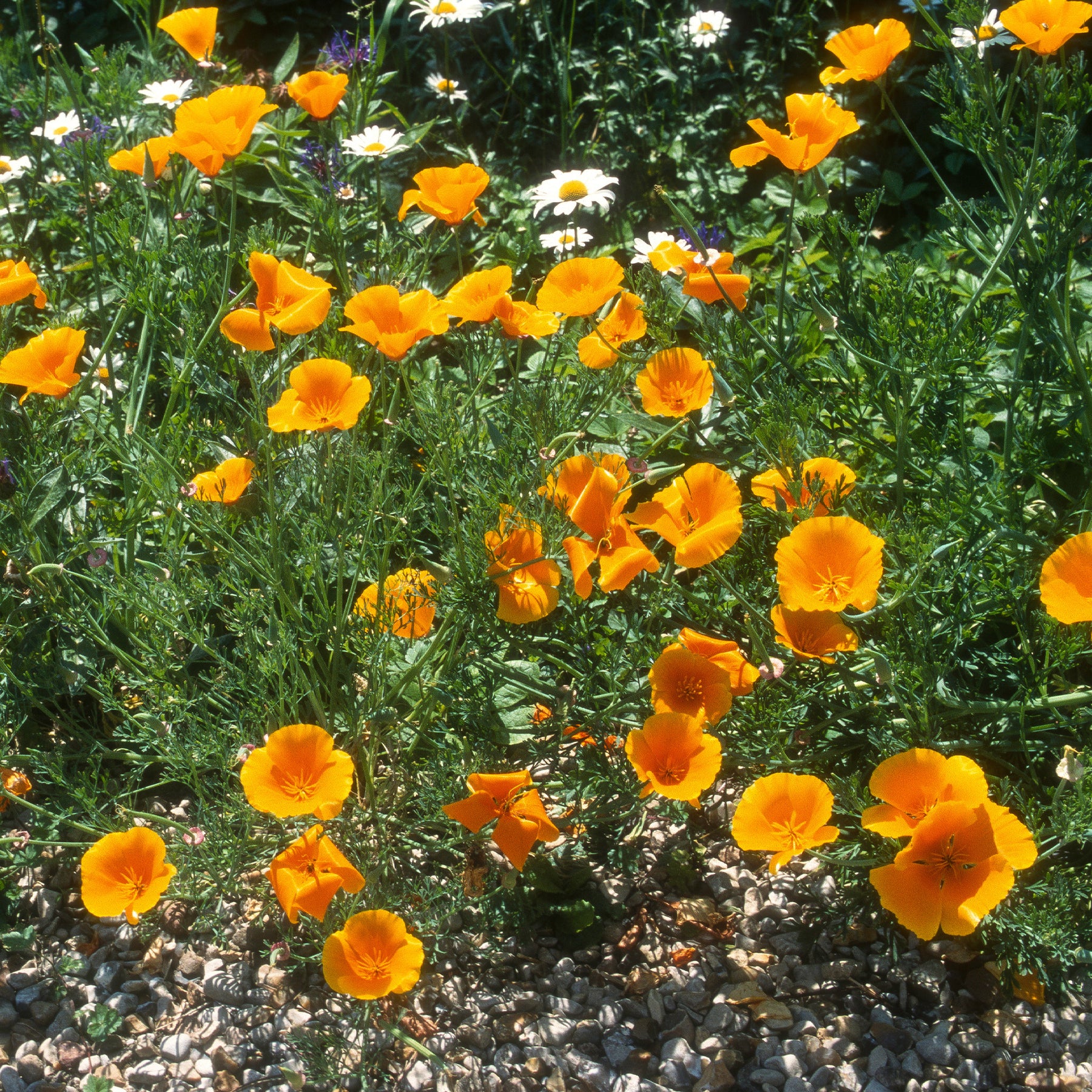 Graines de fleurs - Pavot de californie  'Aurantiaca' - Eschscholzia californica 'Aurantiaca'