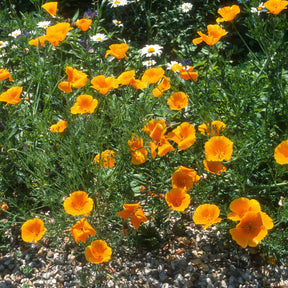 Graines de fleurs - Pavot de californie  'Aurantiaca' - Eschscholzia californica 'Aurantiaca'