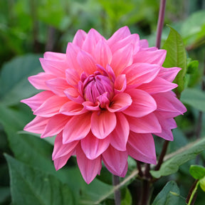 Dahlia Feline Yvonne - Willemse