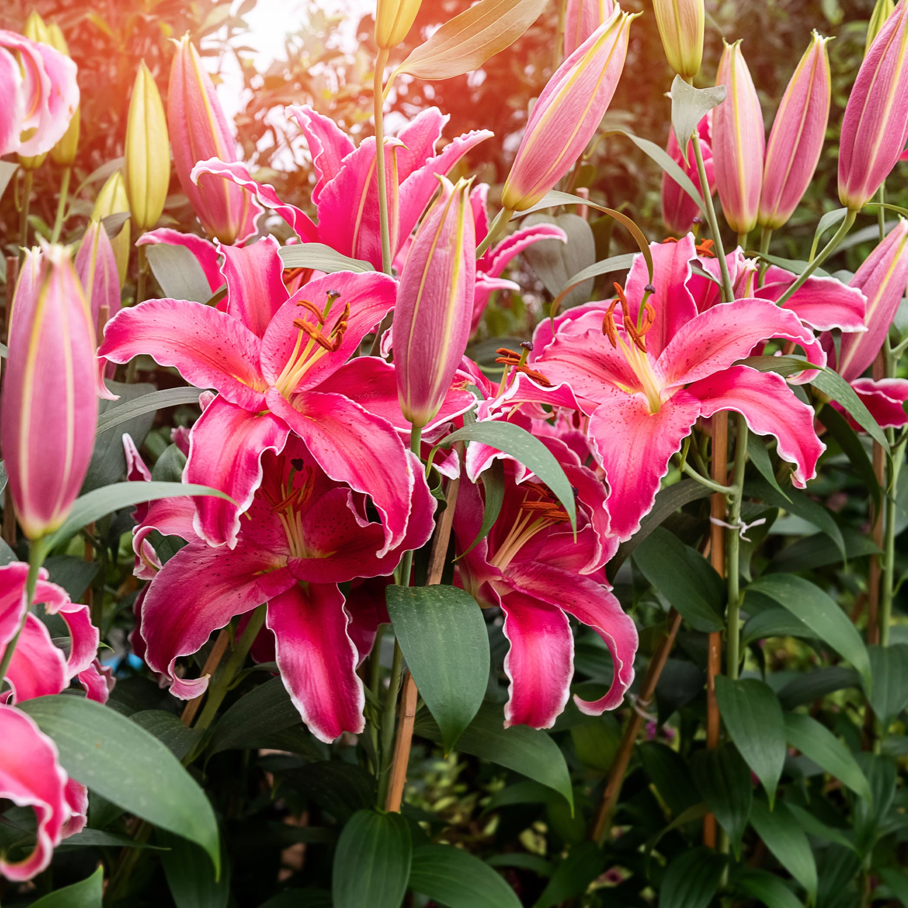 Lillium Gomera  - Lis Gomera - Lis - Lys