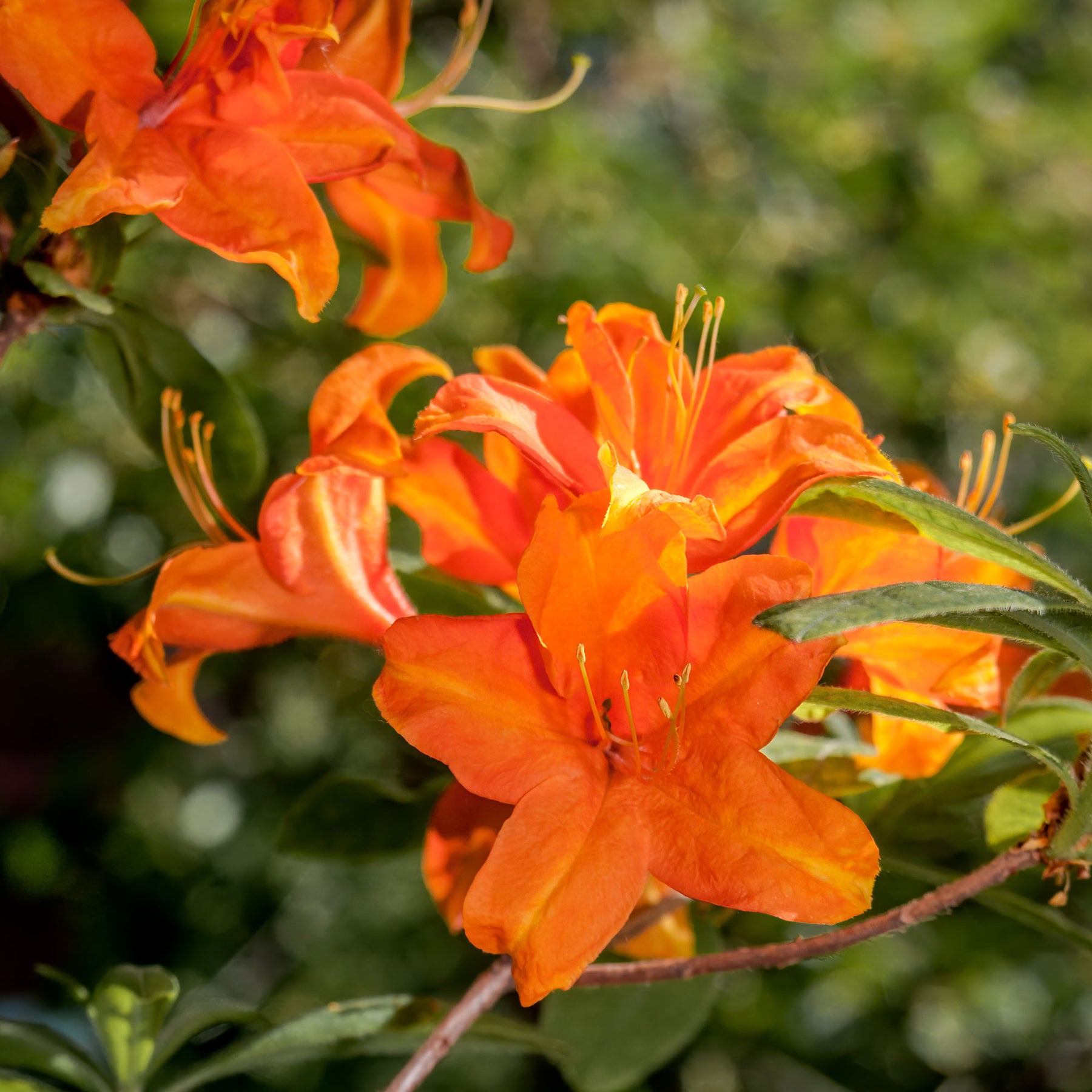 Azalées - Azalée de Chine Glowing Embers - Rhododendron (Azalea) mollis Glowing Embers