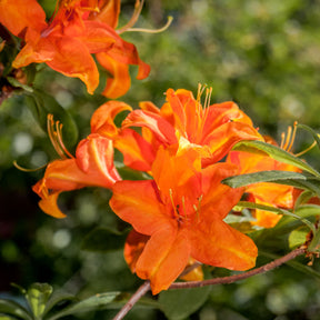 Azalées - Azalée de Chine Glowing Embers - Rhododendron (Azalea) mollis Glowing Embers