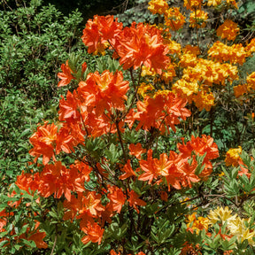 Rhododendron (Azalea) mollis Glowing Embers - Azalée de Chine Glowing Embers - Azalées