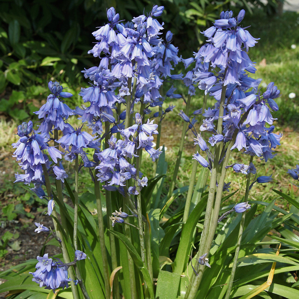 Jacinthe des bois bleue - Willemse