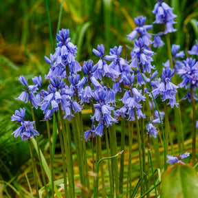 Jacinthe des bois bleue - Scilla campanulata blue - Willemse
