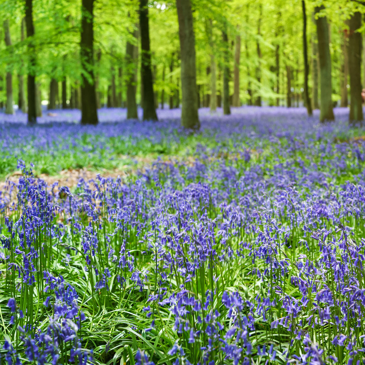 Jacinthe des bois bleue - Scilla campanulata blue - Willemse