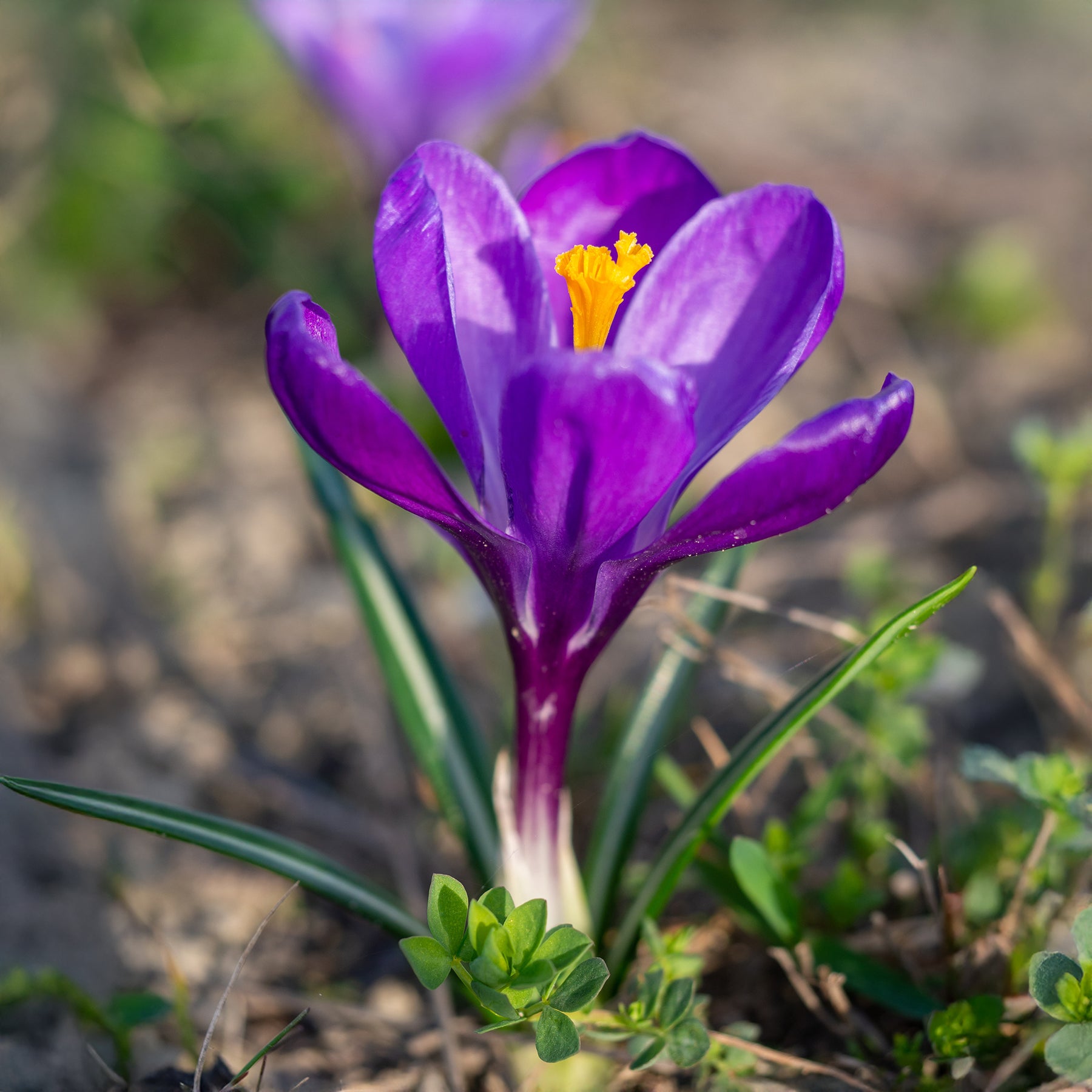 15 Crocus Flower Record - Willemse