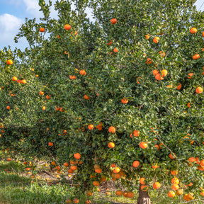 Citrus reticulata - Mandarinier - Agrumes
