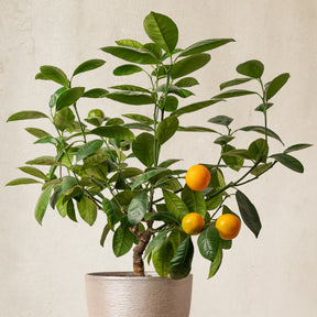 Vente Mandarinier - Citrus reticulata
