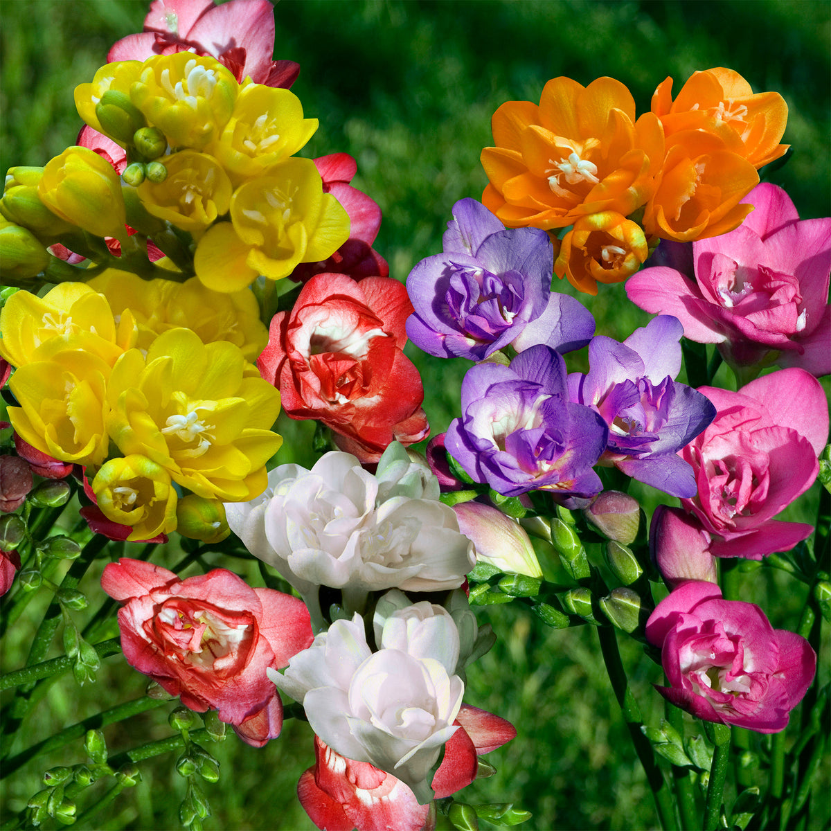 25 Freesias à fleurs doubles en mélange - Willemse