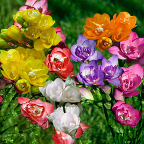 25 Freesias à fleurs doubles en mélange - Willemse