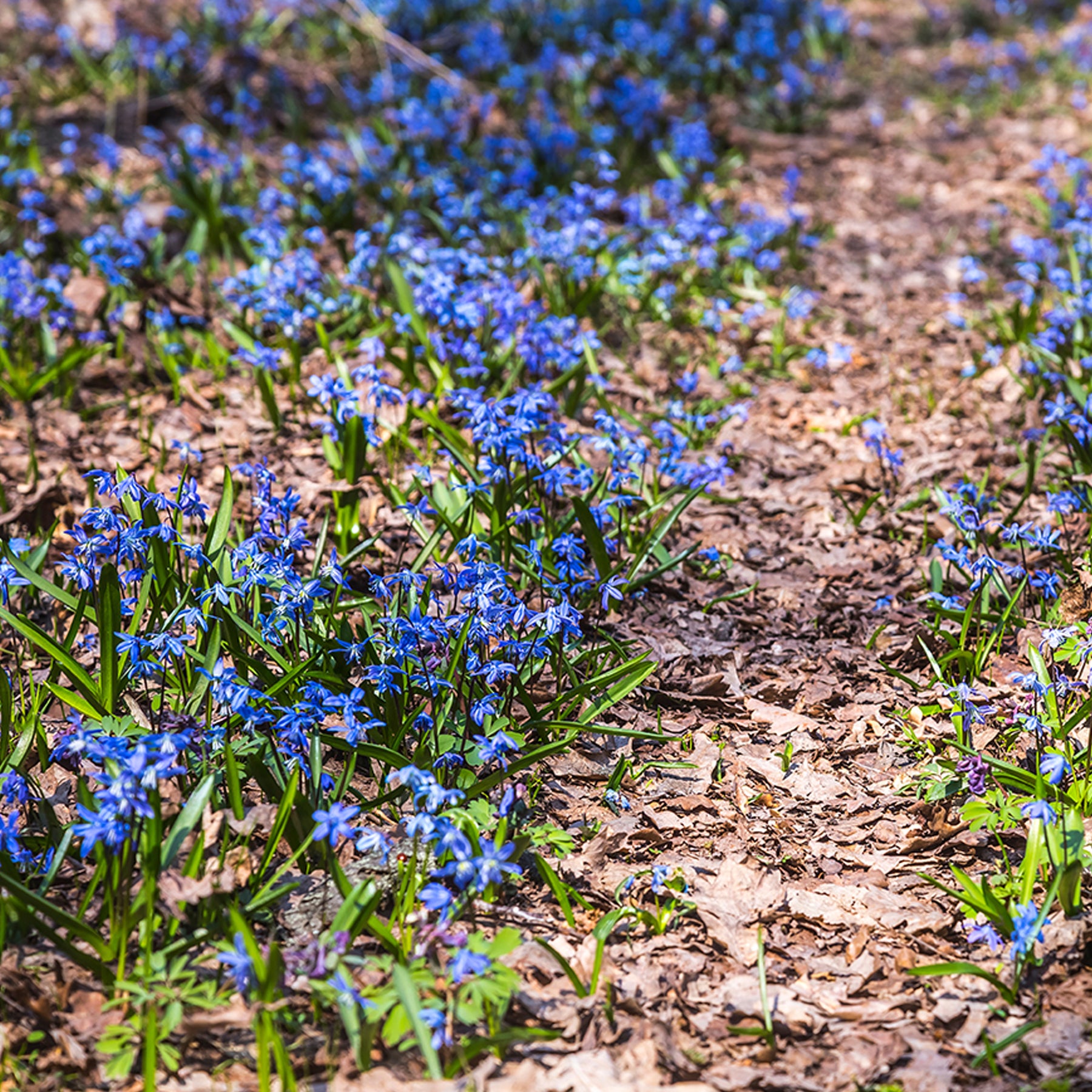 Scilla siberica - Scille de Sibérie - Scilla - Bulbes à fleurs
