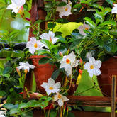 Jasmin du Brésil blanc - Dipladenia - Willemse