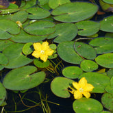 Limnanthème Faux nénuphar - Willemse