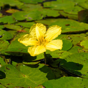 Nénuphars - Limnanthème Faux nénuphar - Nymphoides peltata