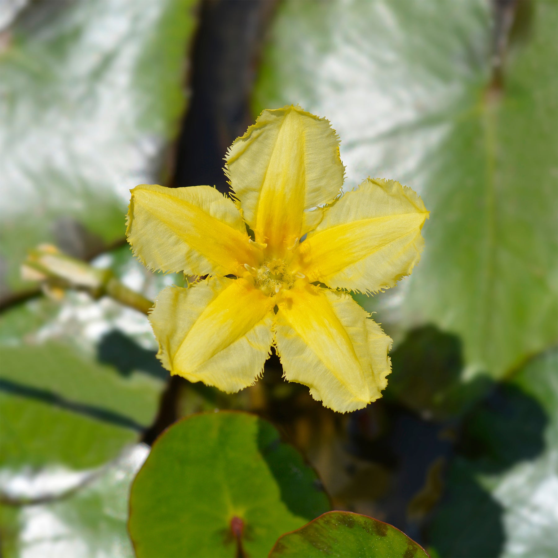 Vente Limnanthème Faux nénuphar - Nymphoides peltata