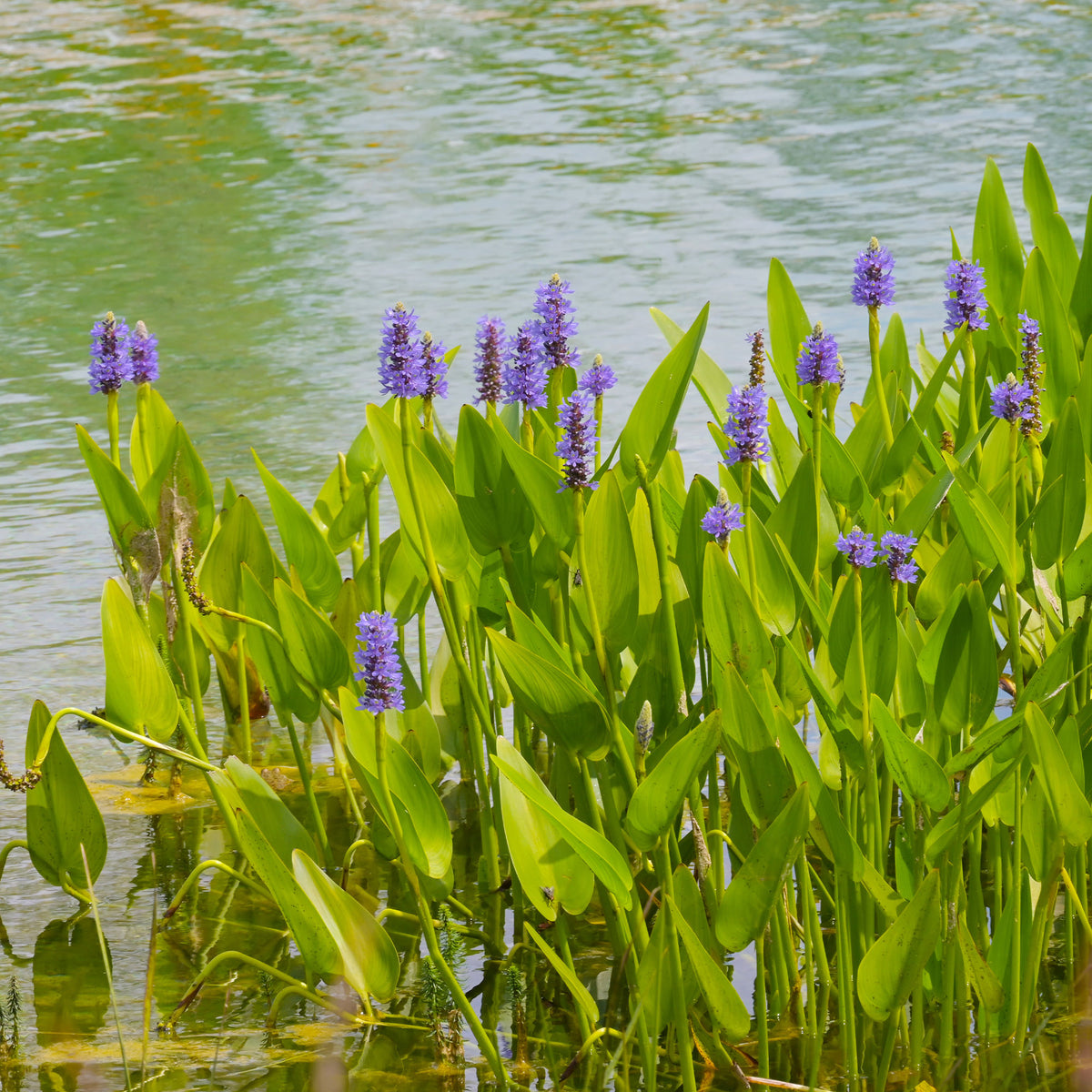 Pontédérie à feuilles en coeur - Willemse