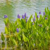 Pontédérie à feuilles en coeur - Willemse