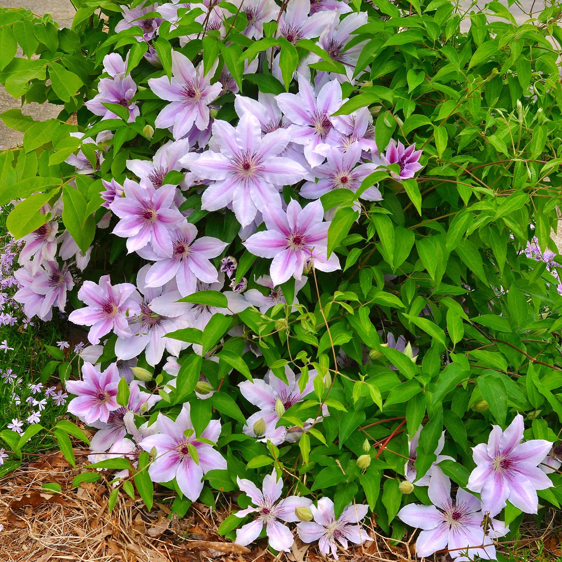 Clématite Nelly Moser - Clematis 'nelly moser' - Willemse