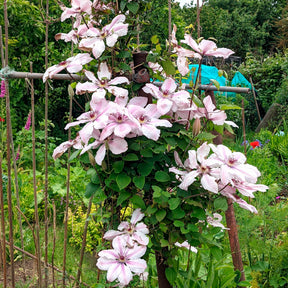 Vente Clématite Nelly Moser - Clematis 'nelly moser'