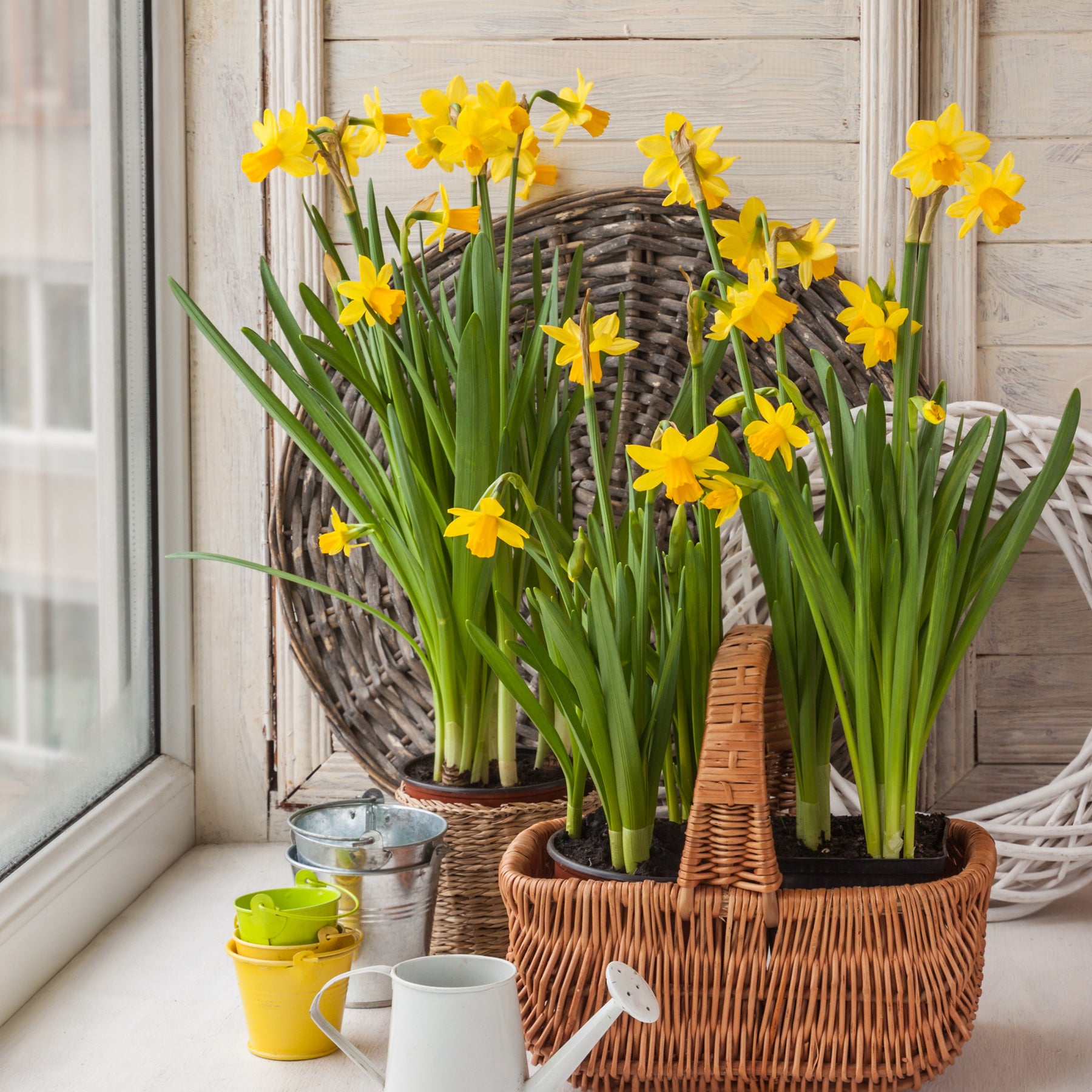 Narcissus cyclamineus Tête à Tête - 10 Mini-narcisses Tête à Tête - Narcisse