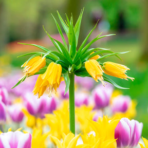Couronne impériale - Couronne impériale jaune - Fritillaria imperialis