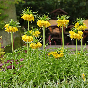 Fritillaria imperialis - Couronne impériale jaune - Couronne impériale