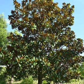 Magnolia à grandes fleurs - Magnolia grandiflora - Willemse