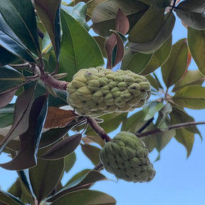 Arbres à fleurs - Magnolia à grandes fleurs - Magnolia grandiflora