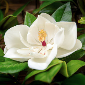 Magnolia grandiflora - Magnolia à grandes fleurs - Arbres à fleurs