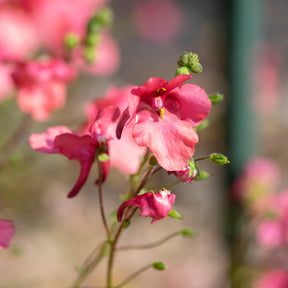 Diascia fetcaniensis - Diascie rose vif - Diascie