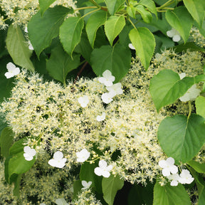 Hortensia grimpant