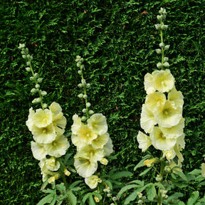 Rose trémière Sunshine - Willemse