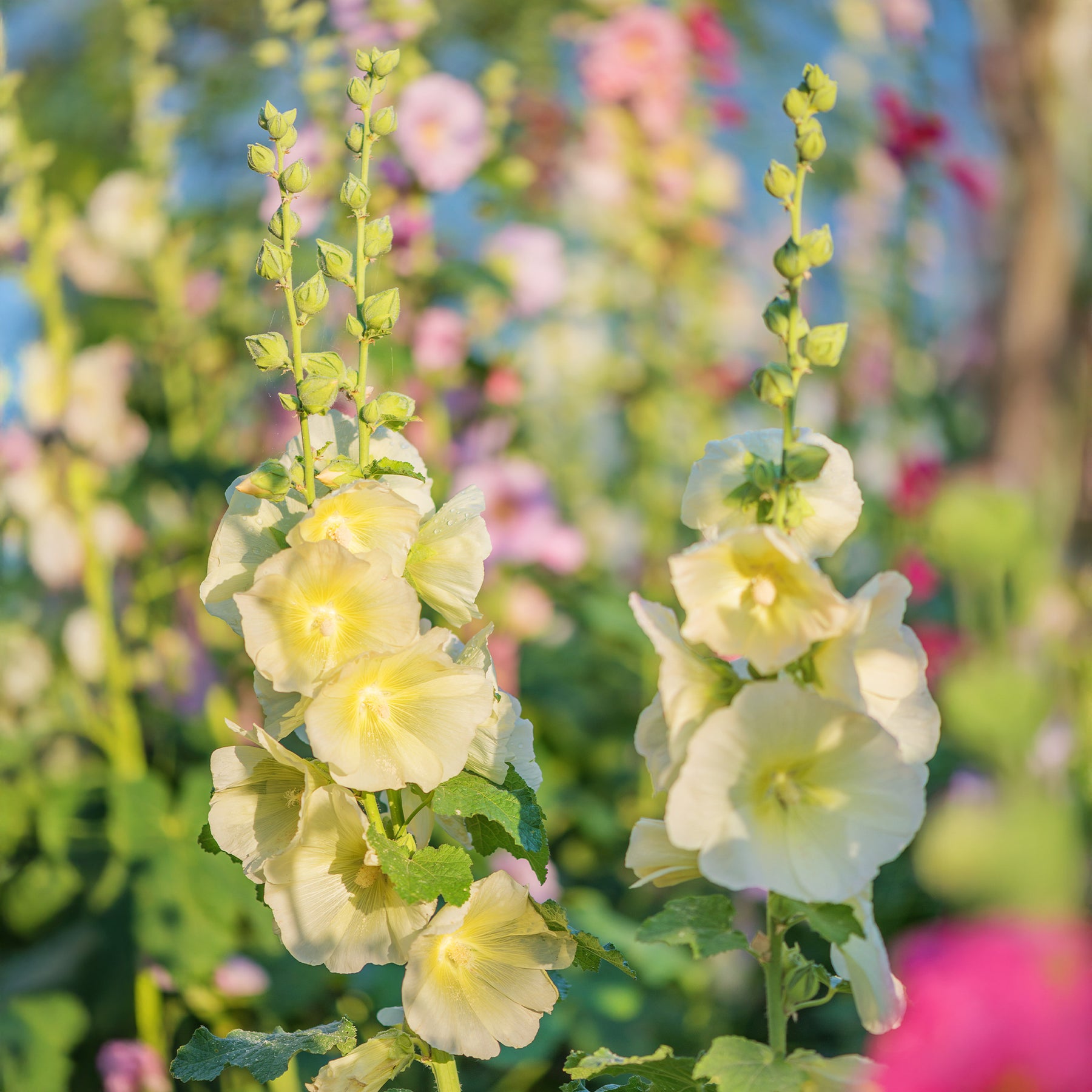 Rose trémière Sunshine - Alcea rosea sunshine - Willemse
