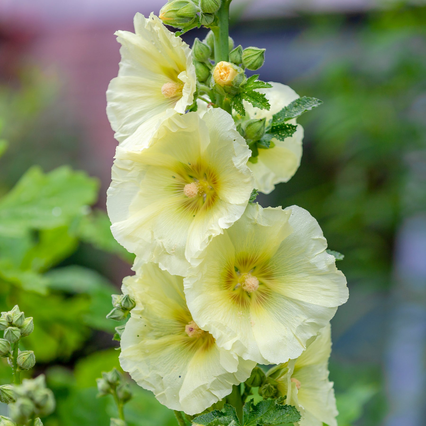 Alcea rosea sunshine - Rose trémière Sunshine - Rose trémière - Alcea
