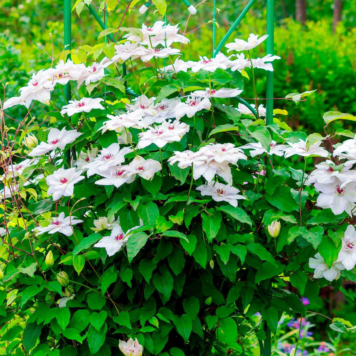 Clématite Miss Bateman