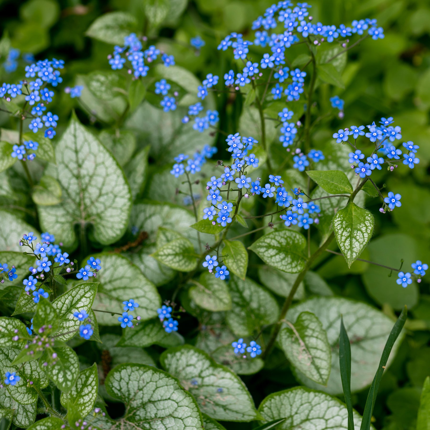 Myosotis - Myosotis du Caucase Jack Frost - Brunnera macrophylla jack frost