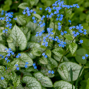 Myosotis - Myosotis du Caucase Jack Frost - Brunnera macrophylla jack frost
