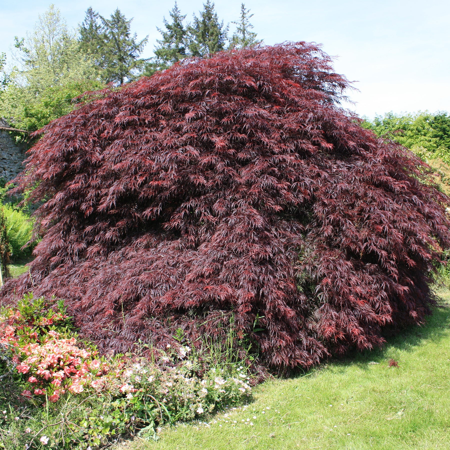 Erable du Japon Garnet - Acer palmatum dissectum Garnet - Willemse