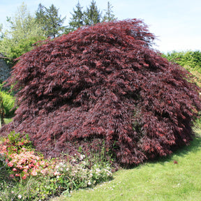 Erable du Japon Garnet - Acer palmatum dissectum Garnet - Willemse