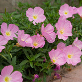 2 Oenothères roses Siskiyou Pink - Willemse