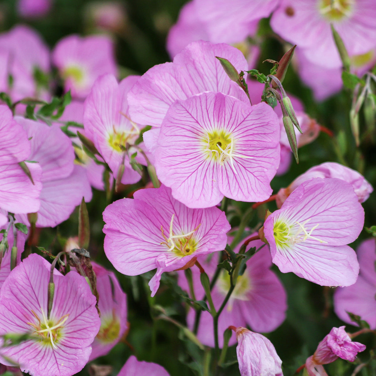 2 Oenothères roses Siskiyou Pink - Oenothera speciosa Siskiyou Pink - Willemse