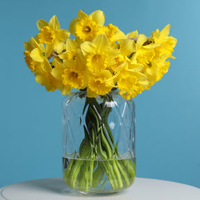 Vente 5 Narcisses Dutch Master