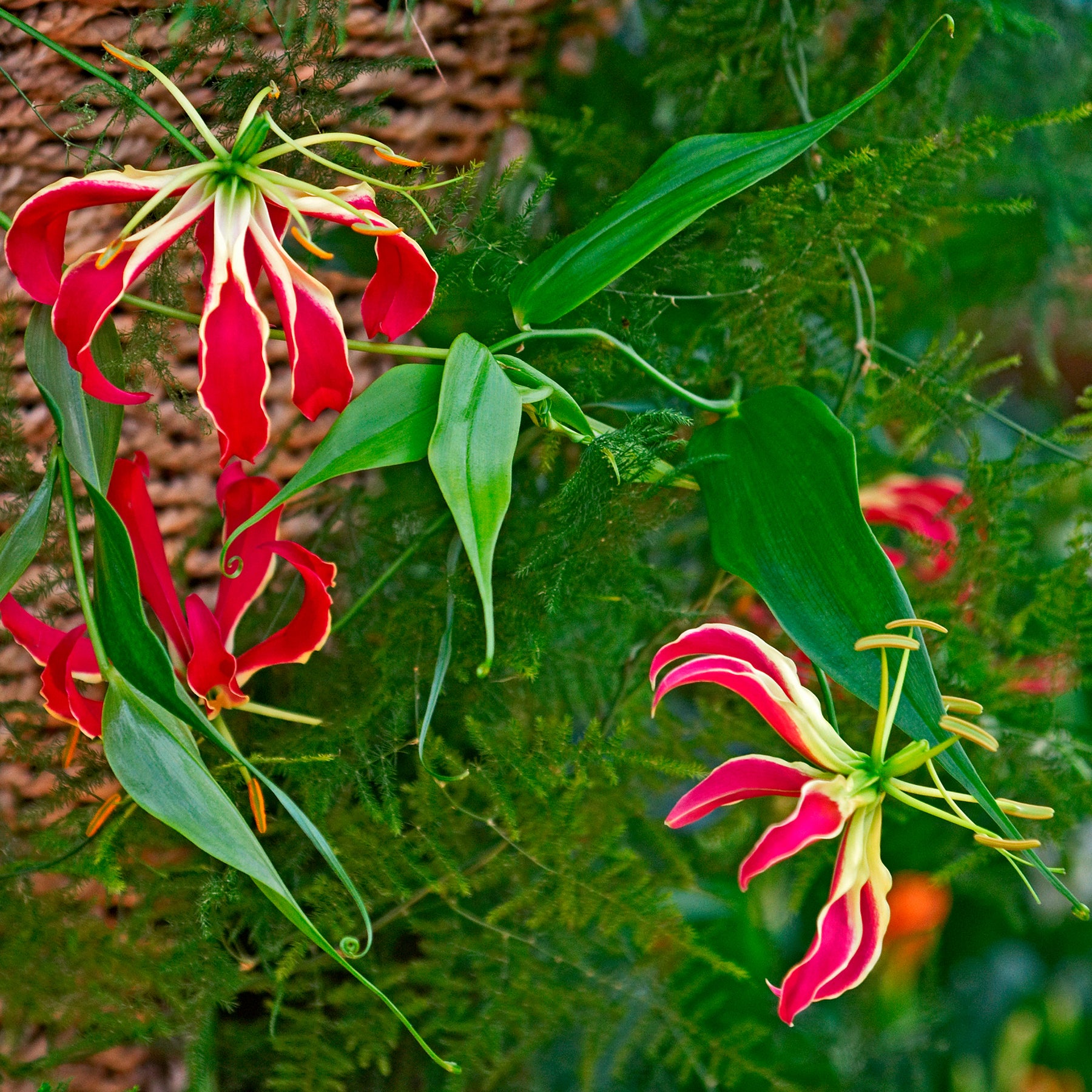 Gloriosa superba  'rothschildiana' - 2 Gloriosas Rothschildiana - Lis - Lys