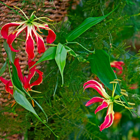 Gloriosa superba  'rothschildiana' - 2 Gloriosas Rothschildiana - Lis - Lys