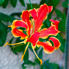 2 Gloriosas Rothschildiana - Willemse