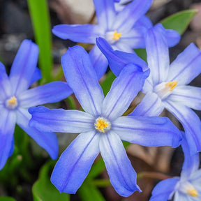 10 Gloires des neiges bleue - Willemse