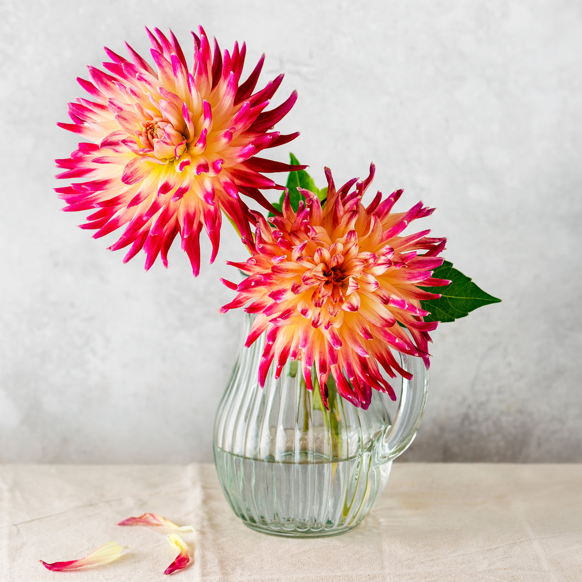 3 Dahlias cactus Tahiti Sunrise - Dahlia 'tahiti sunrise' - Willemse
